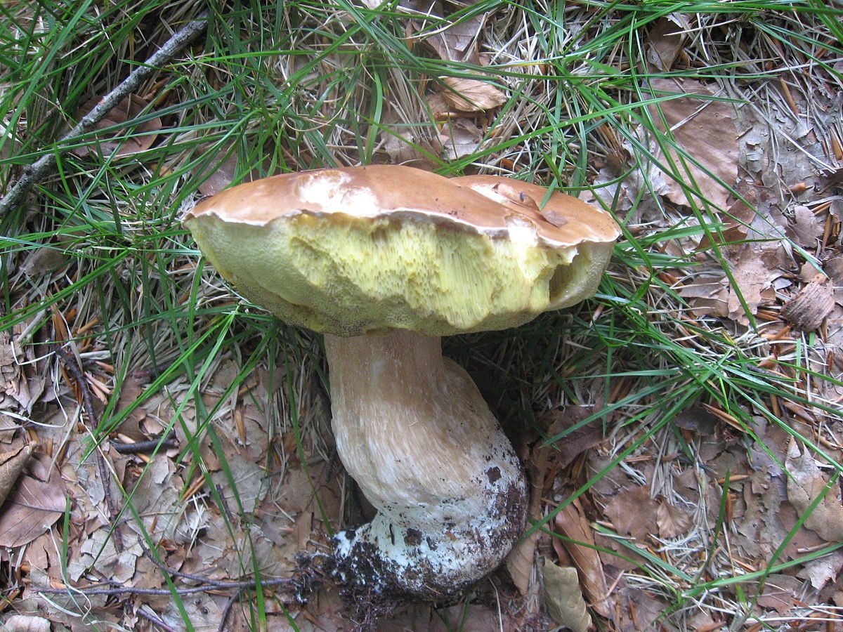 Чаудинский гриб