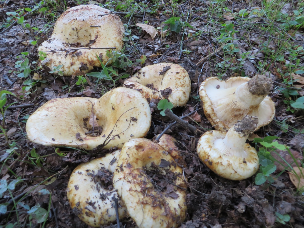 Подтопольники грибы Земляной гриб