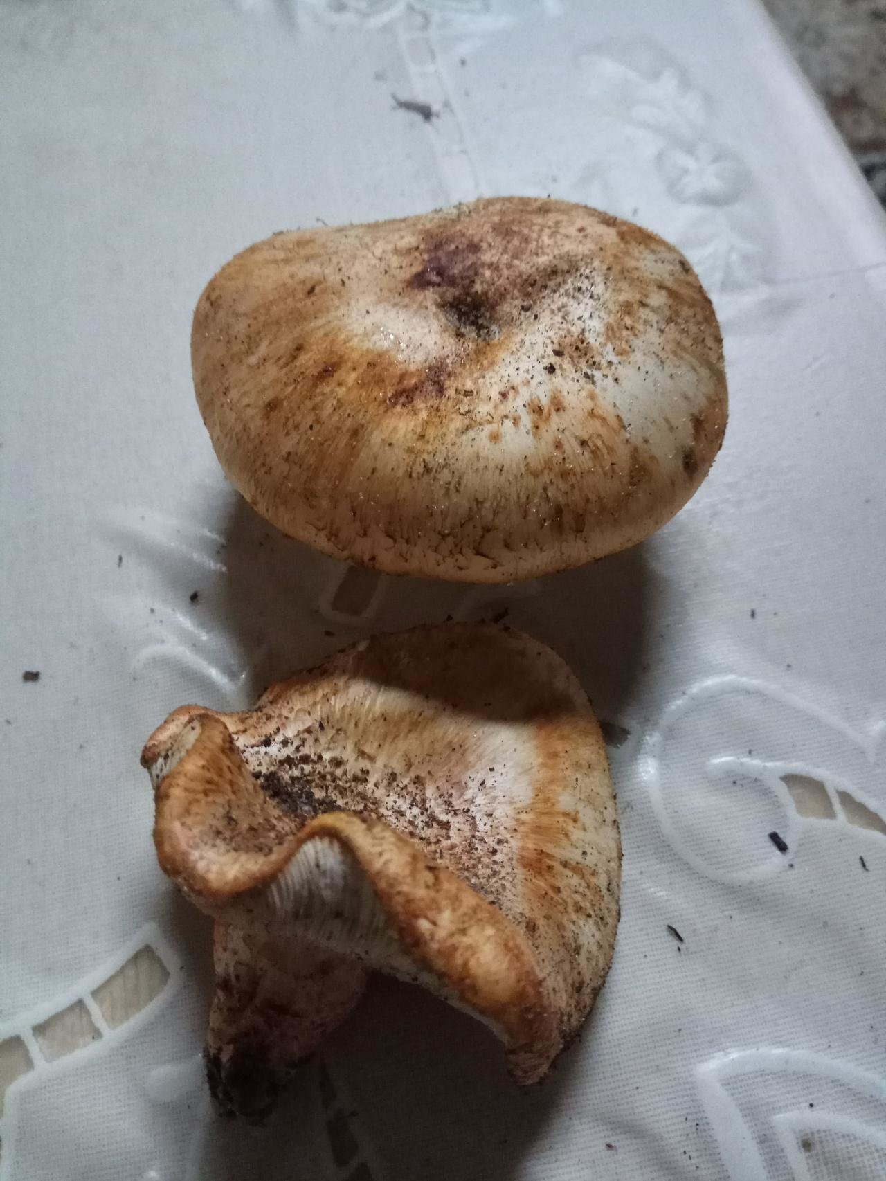 Рядовка перевязанная грибы