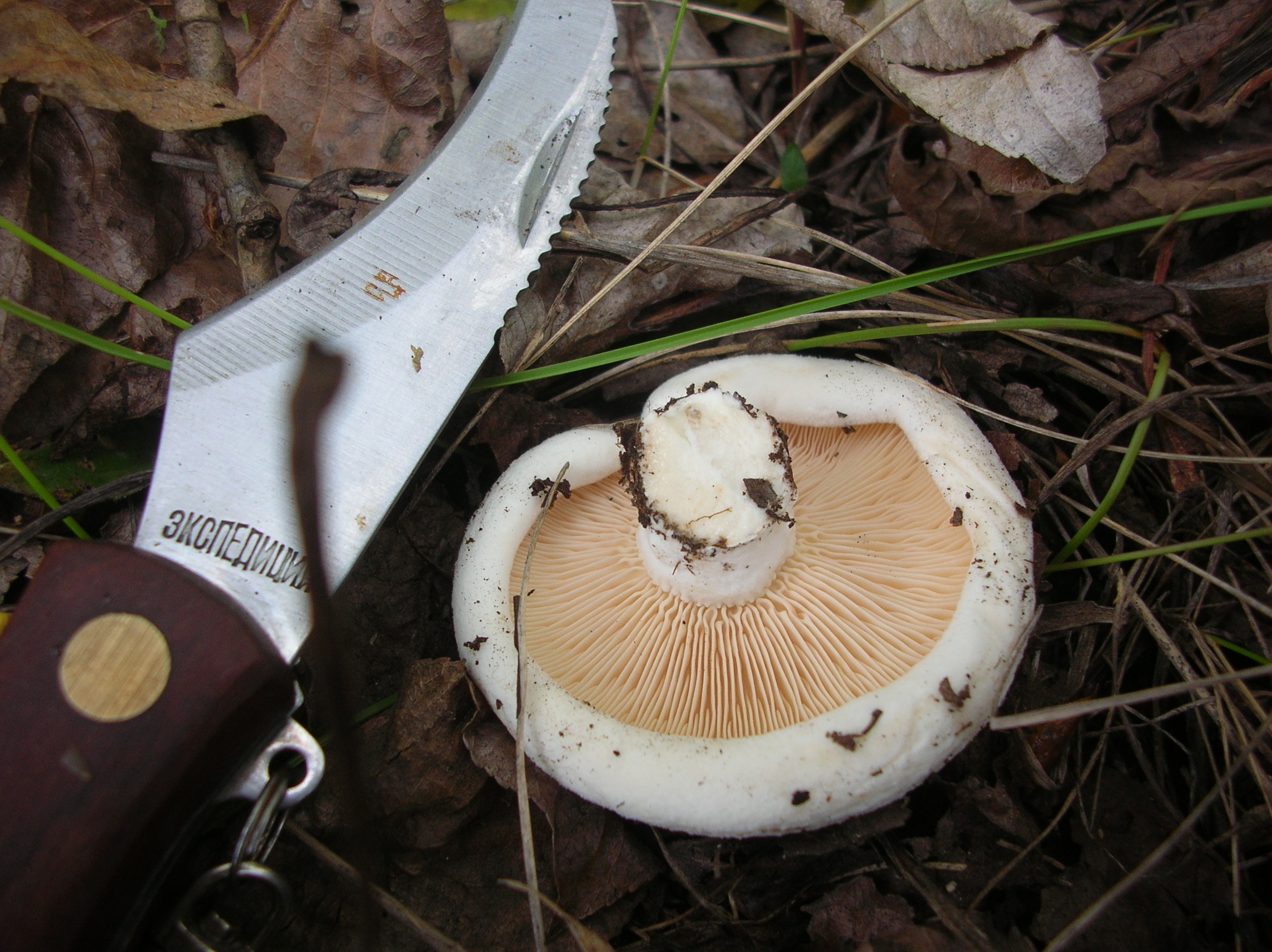 Тополиный белый гриб
