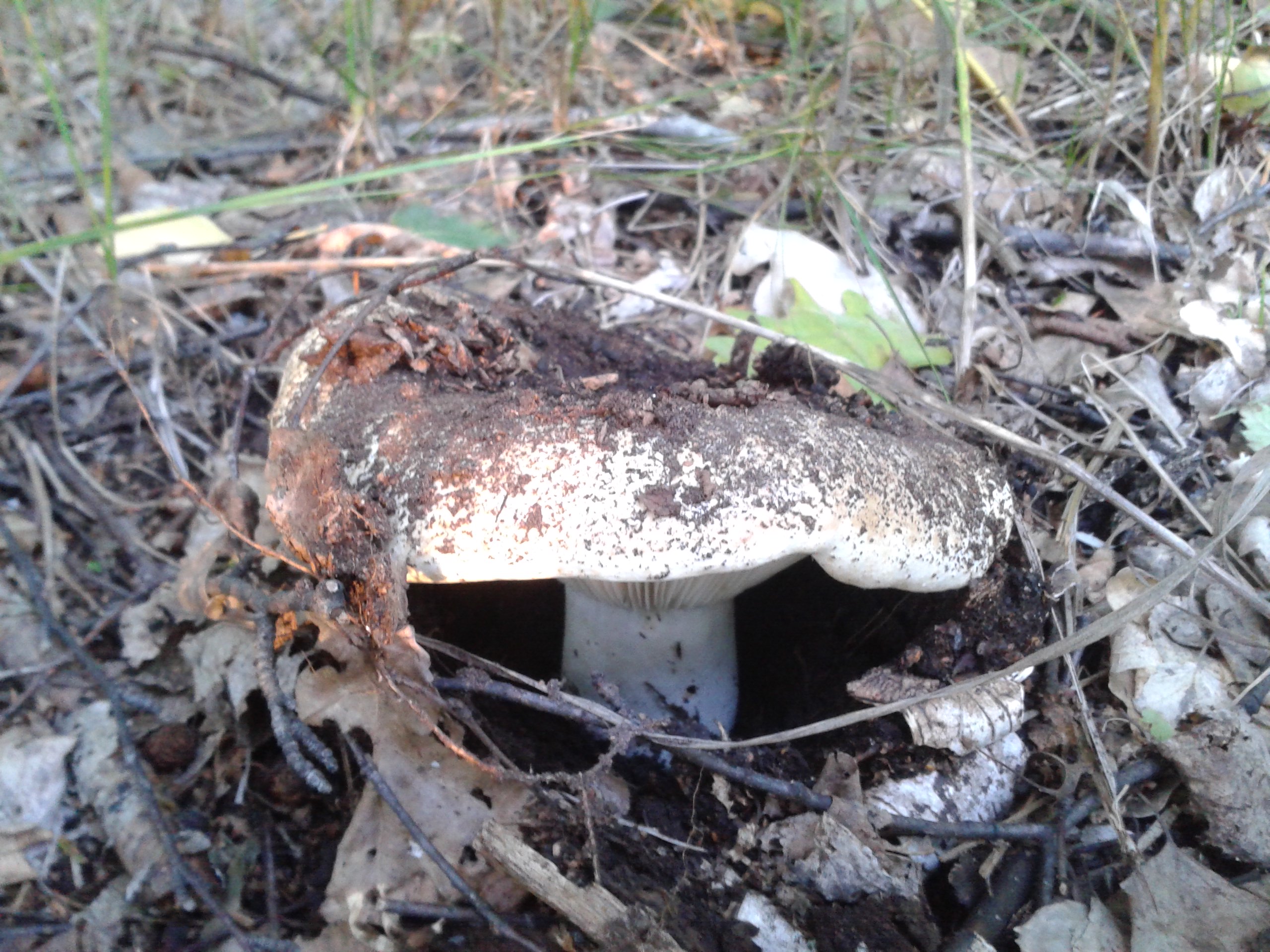 Съедобные грибы которые прячутся