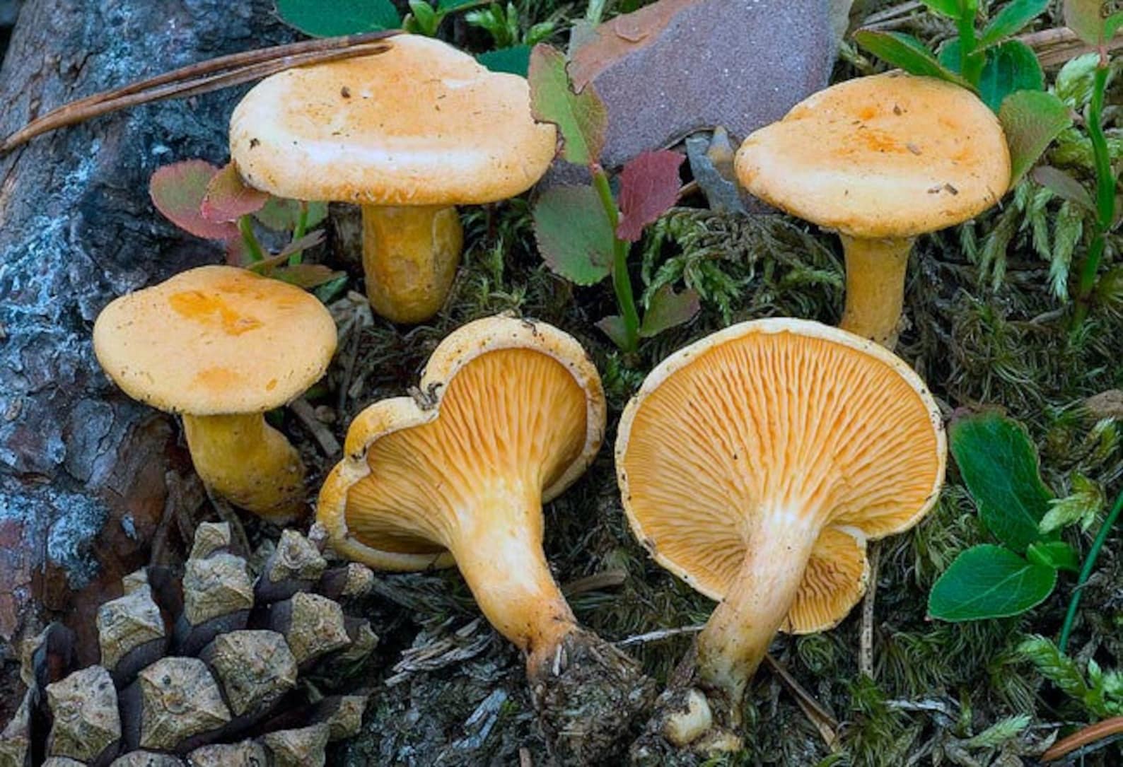 Лисички грибы несъедобные