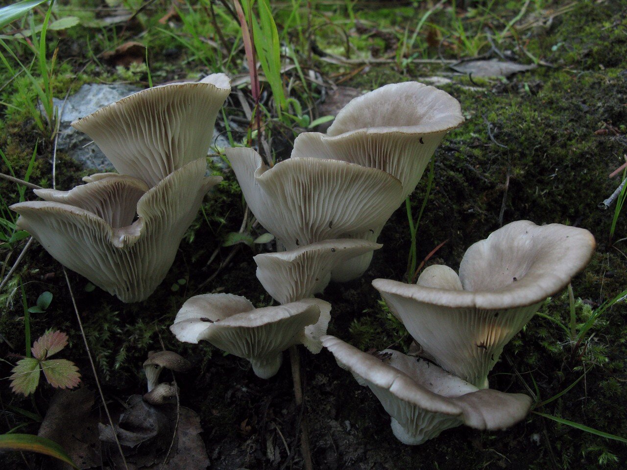 Белые пластинчатые грибы