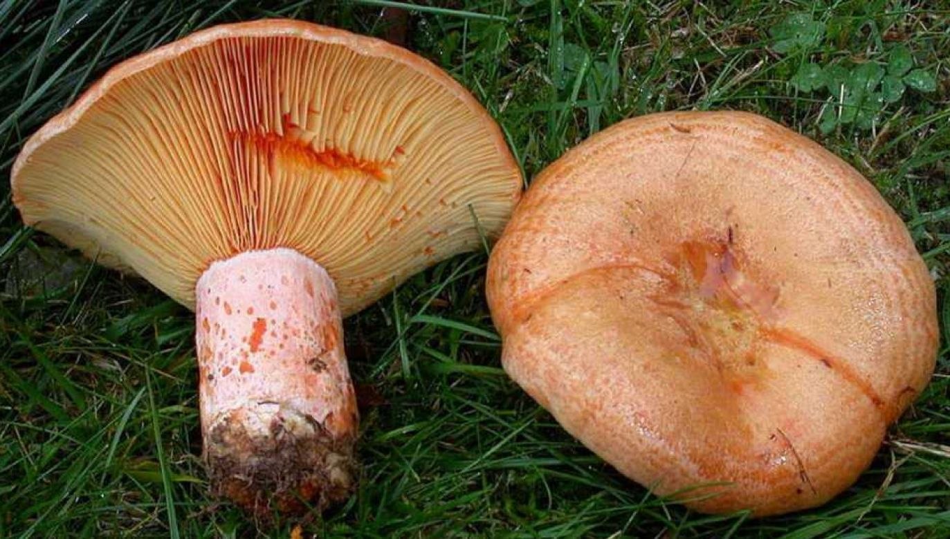 Рыжик шляпка гриб