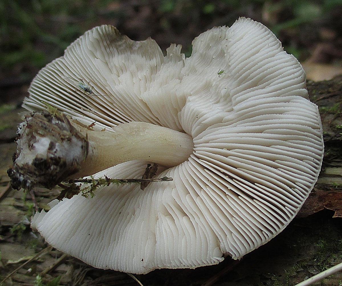 Белый пластинчатый гриб морщинистый