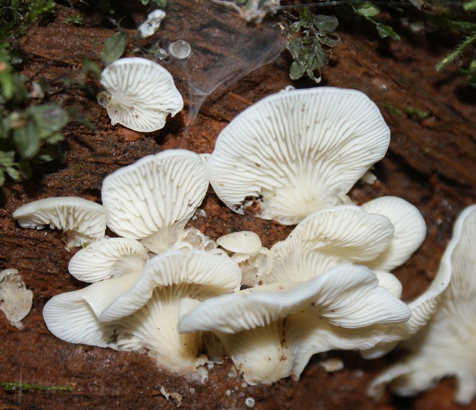 Грибы White fungus
