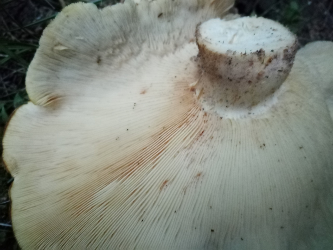 Крупные грибы белого цвета