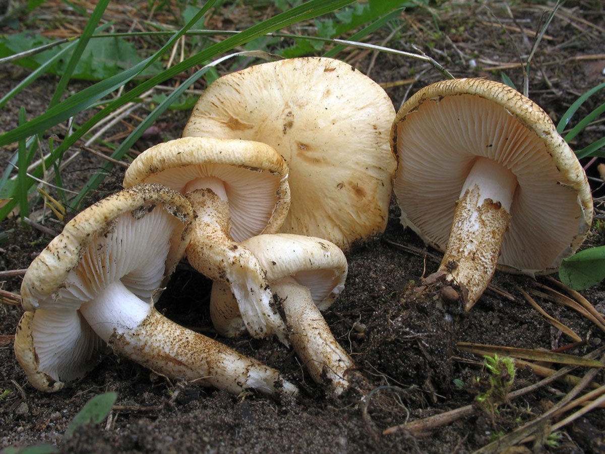 Белые пластинчатые грибы с толстой