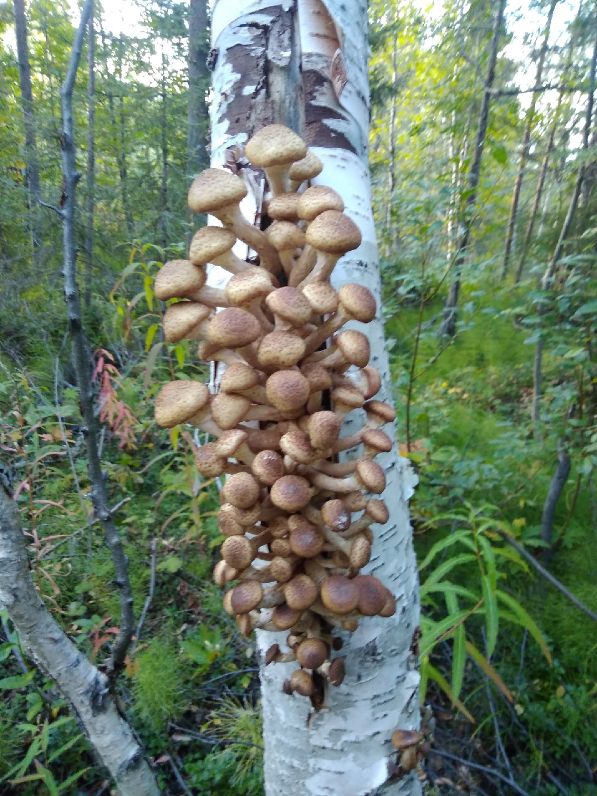 опята грибы на березе фото