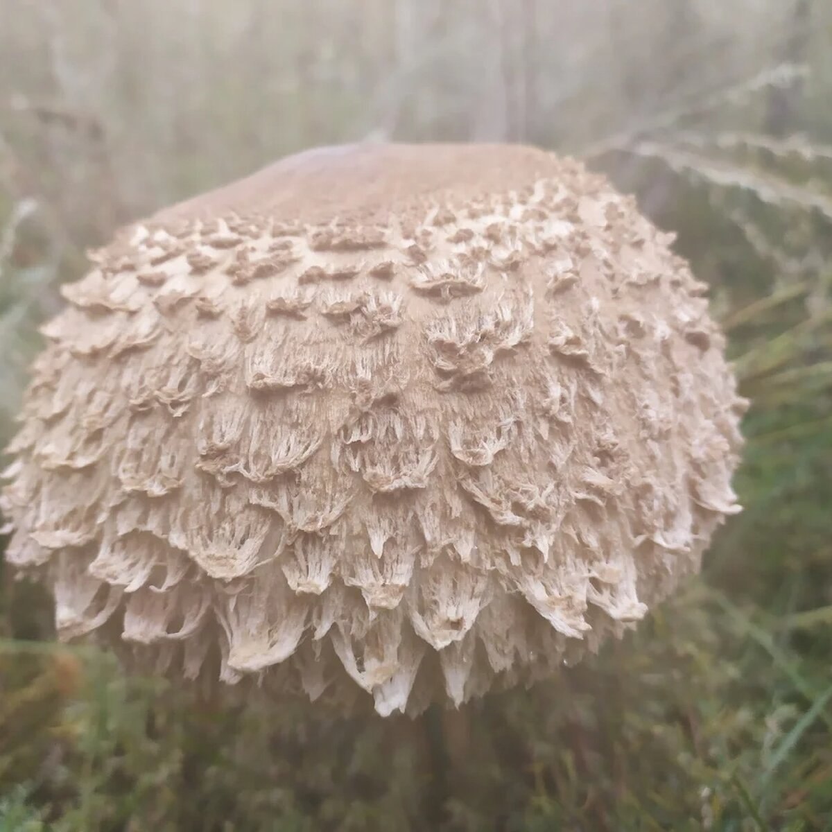 грибы зонтики молодые фото