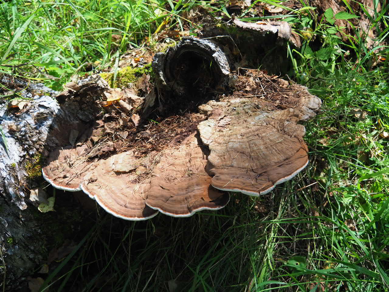 Древесный гриб на пне