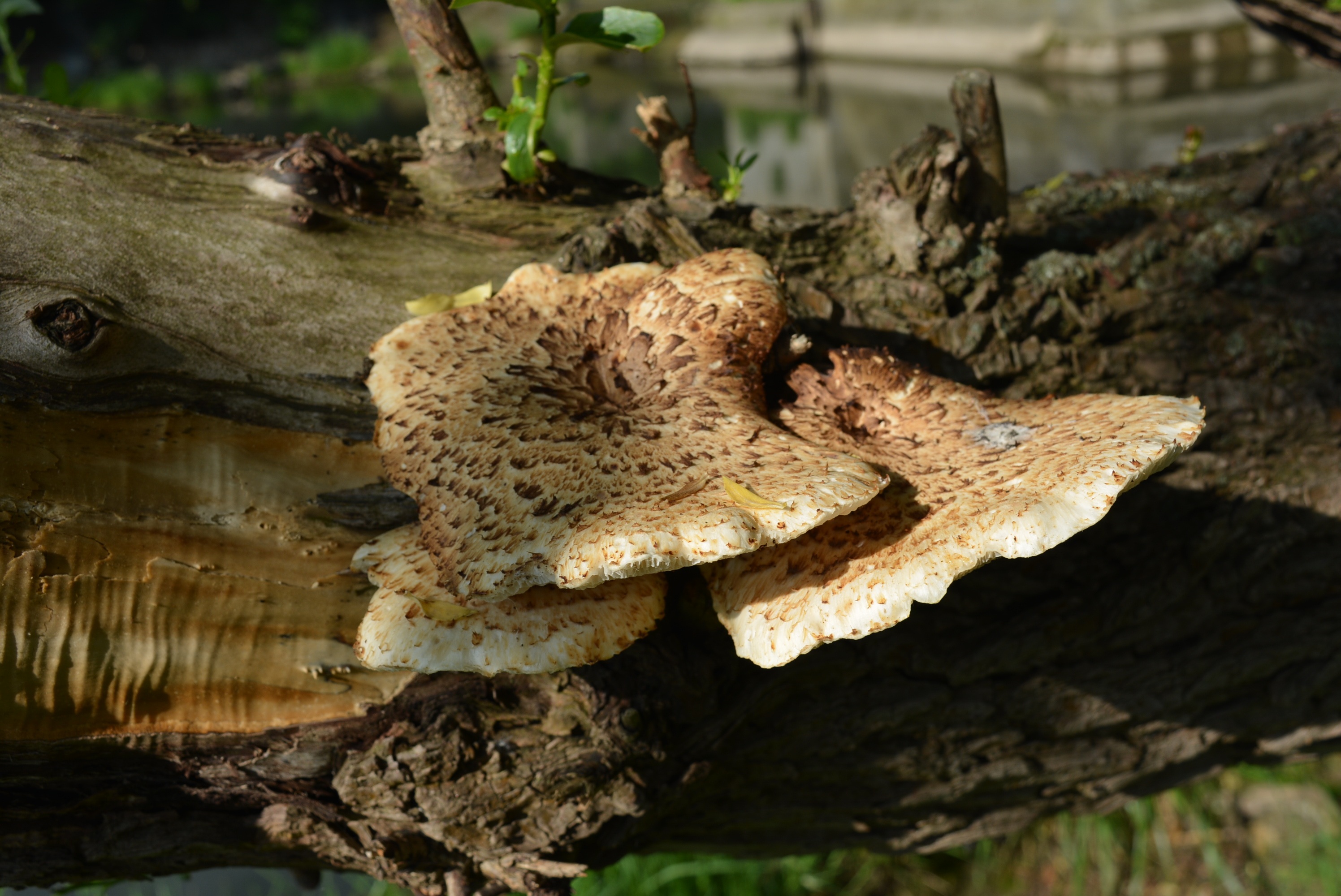ядовитые грибы на пнях фото