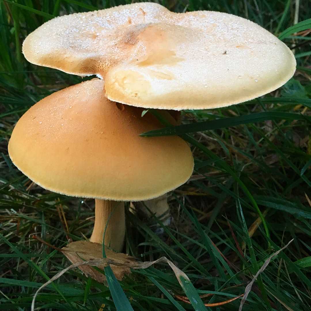 золотистый гриб фото
