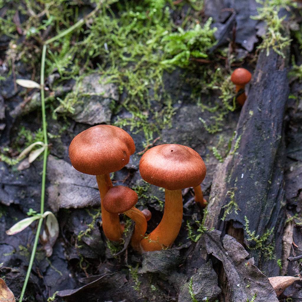 Паутинник болотный гриб