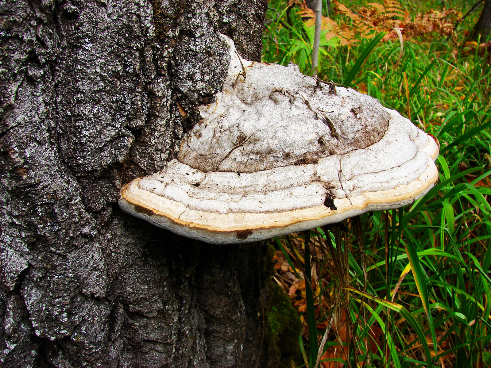 Белый гриб растущий на Березе
