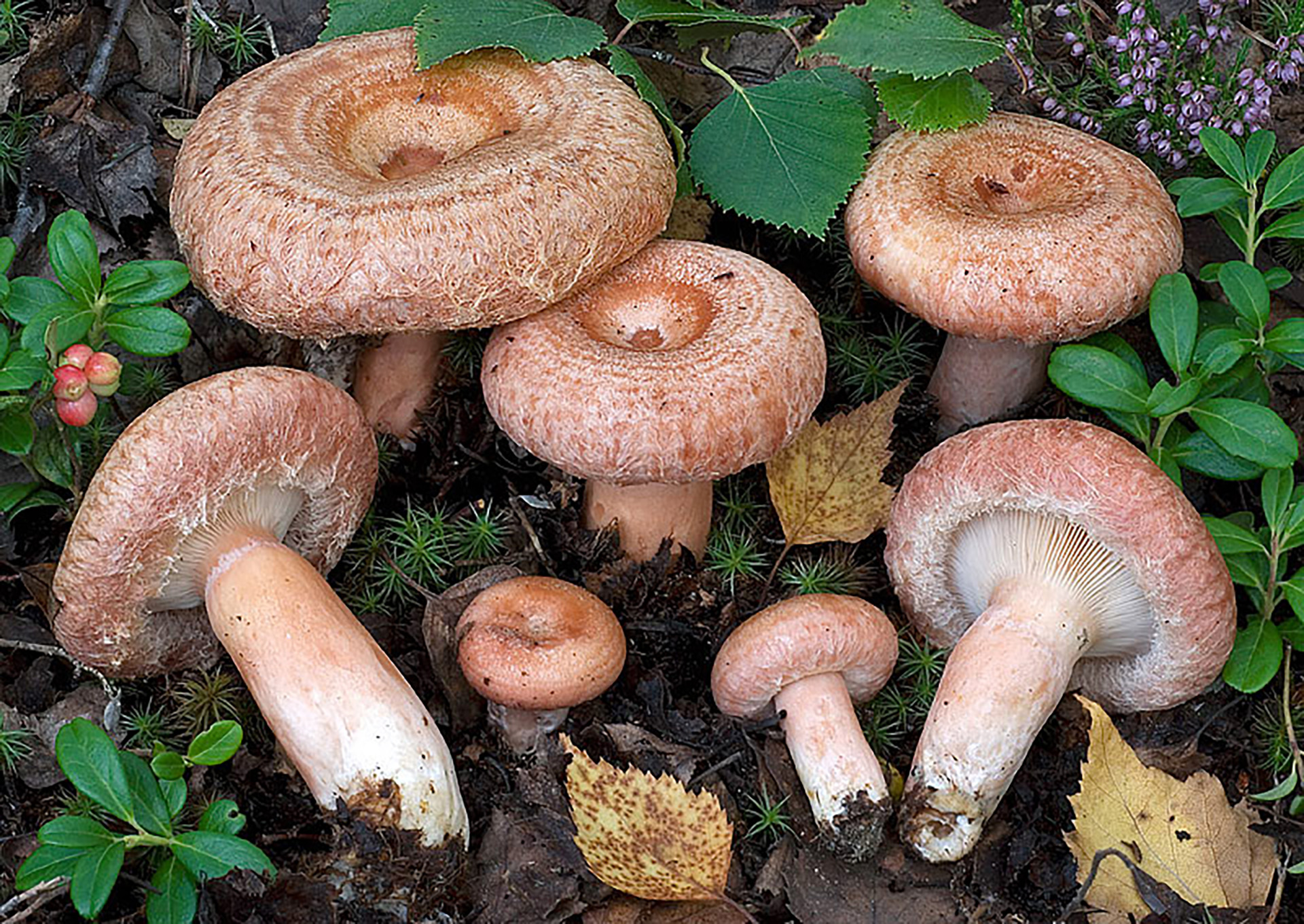 Волнушки грибы