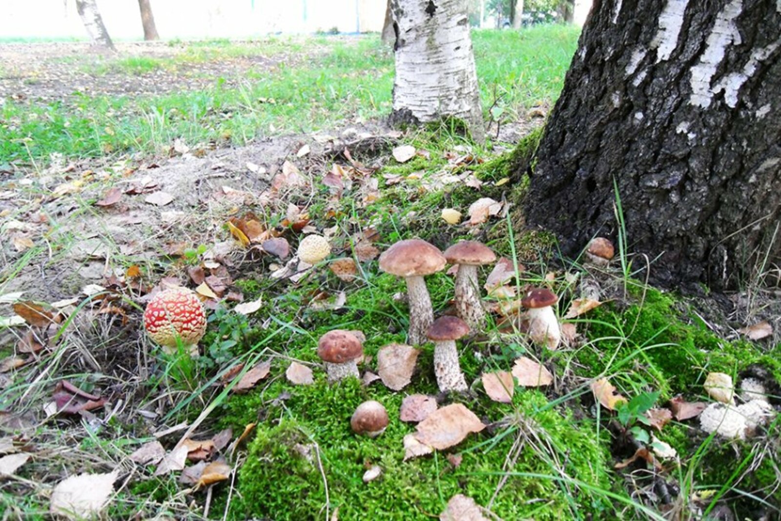Ёлкино Воскресенский район грибы