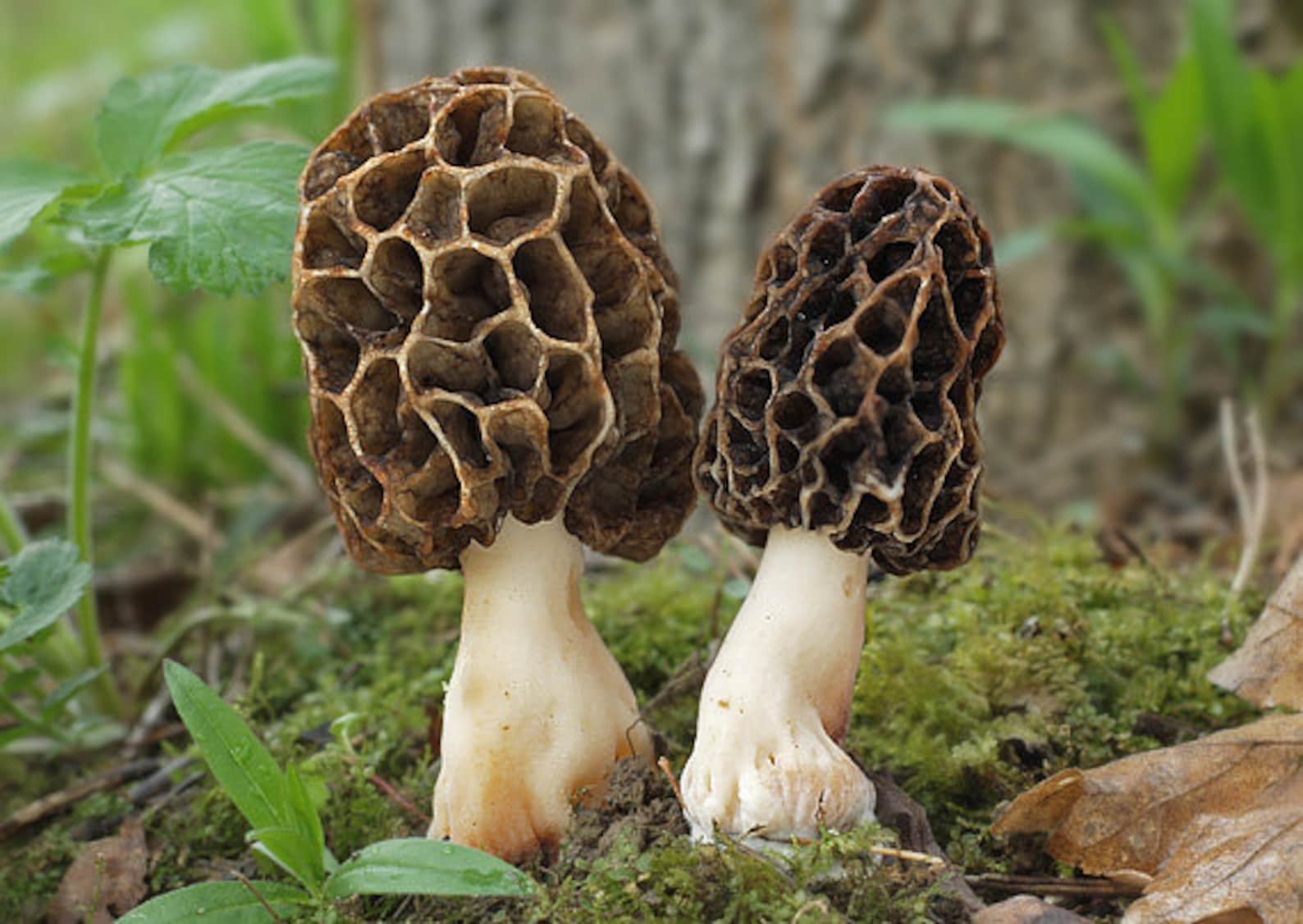 Приличное название сморчка 7 букв. Сморчки грибы. Сумчатые грибы сморчки. Гриб строчок обыкновенный.