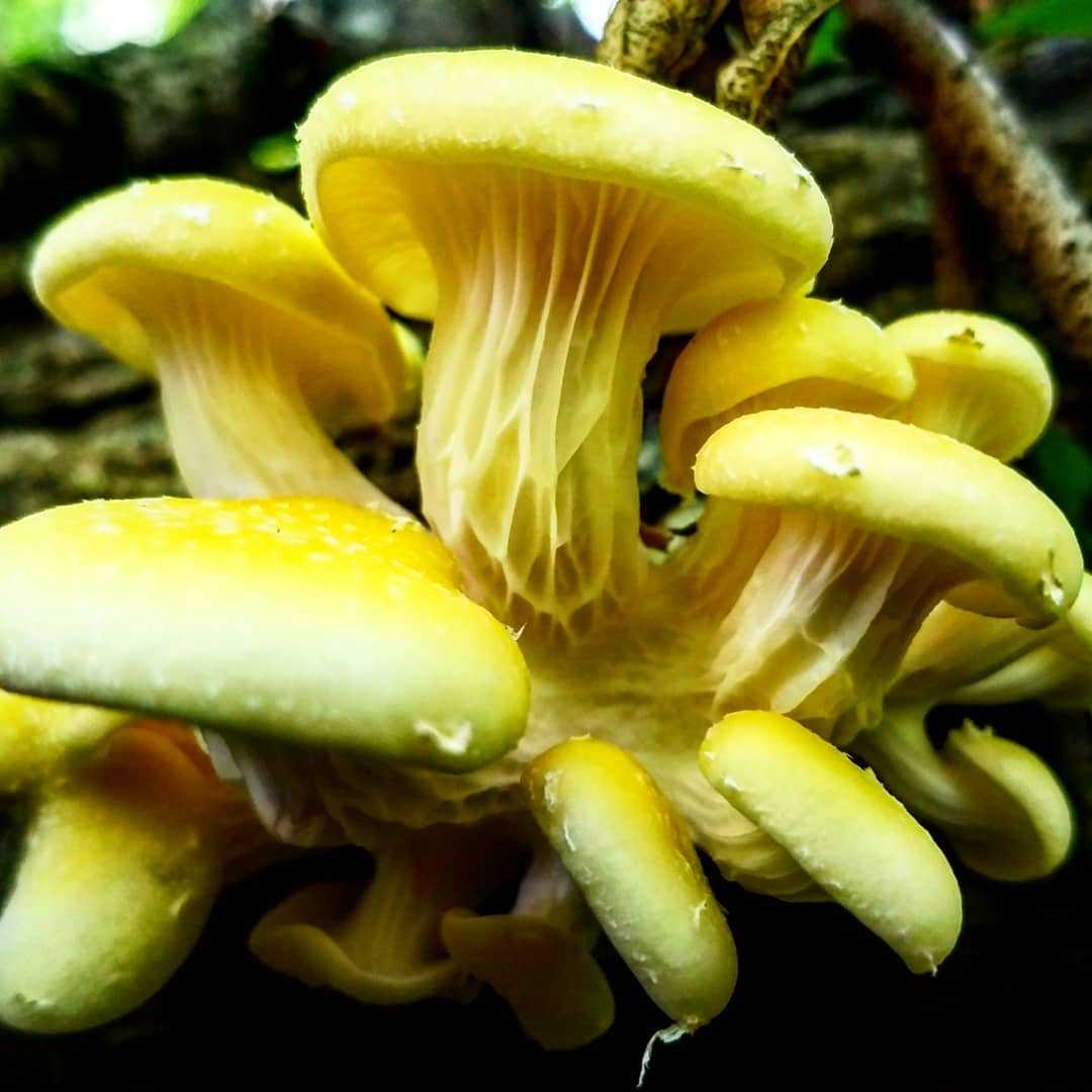 Ильмаки грибы