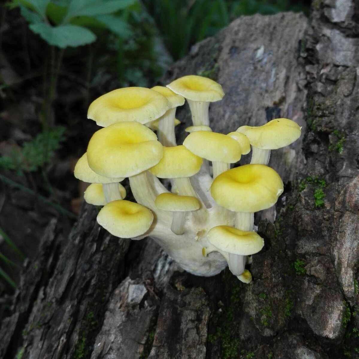 Ильмаки грибы