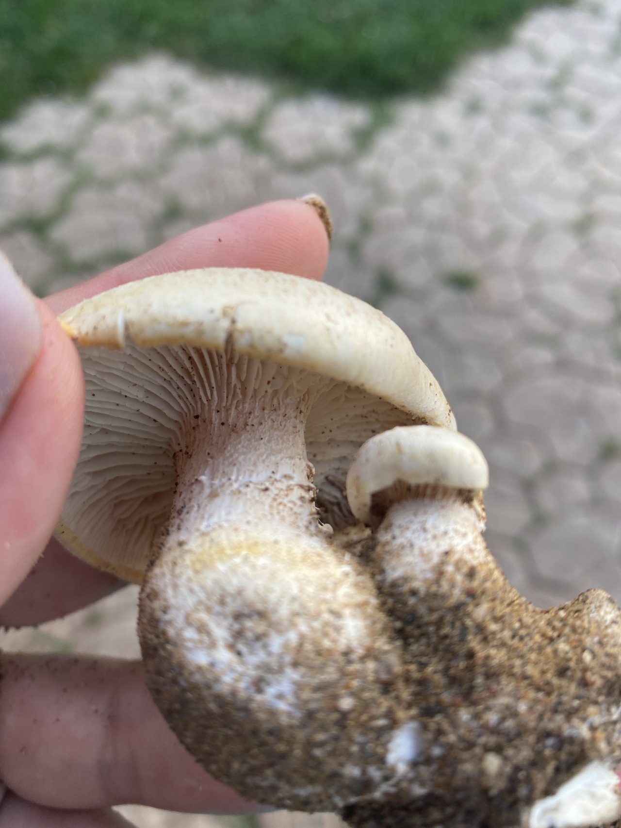 Белый гриб на толстой белой ножке
