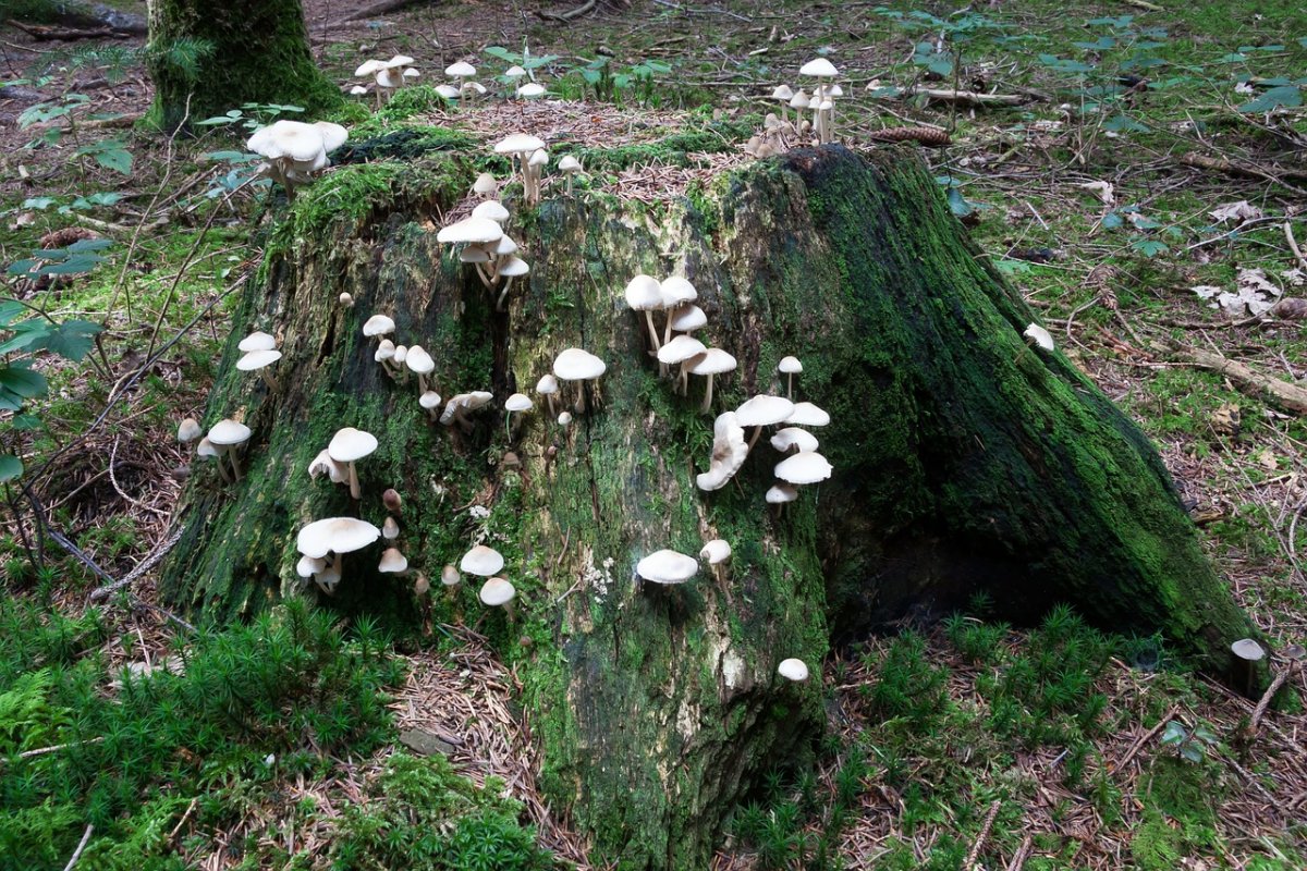 Белые грибы во мху