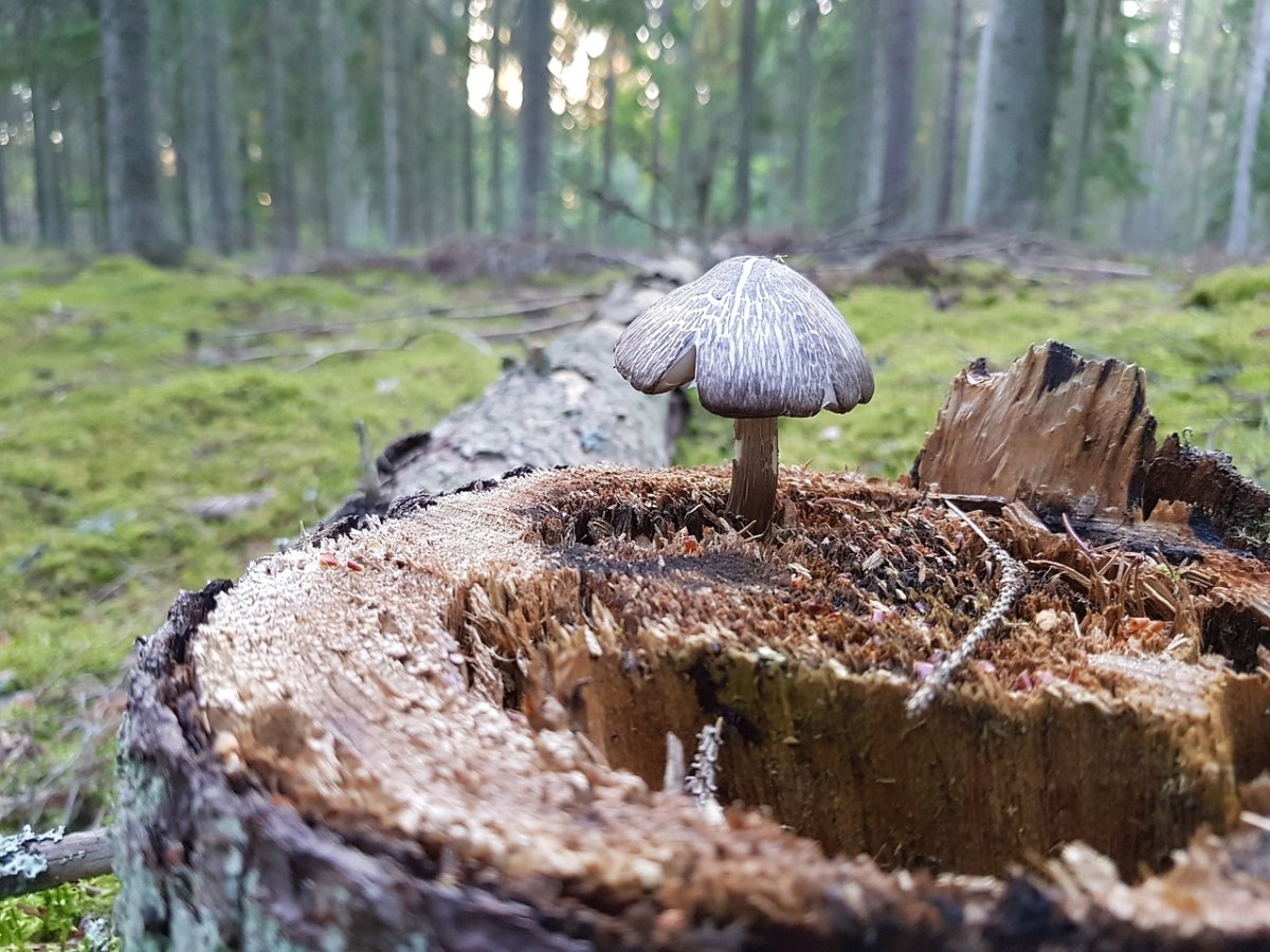 Лесной пень с грибами
