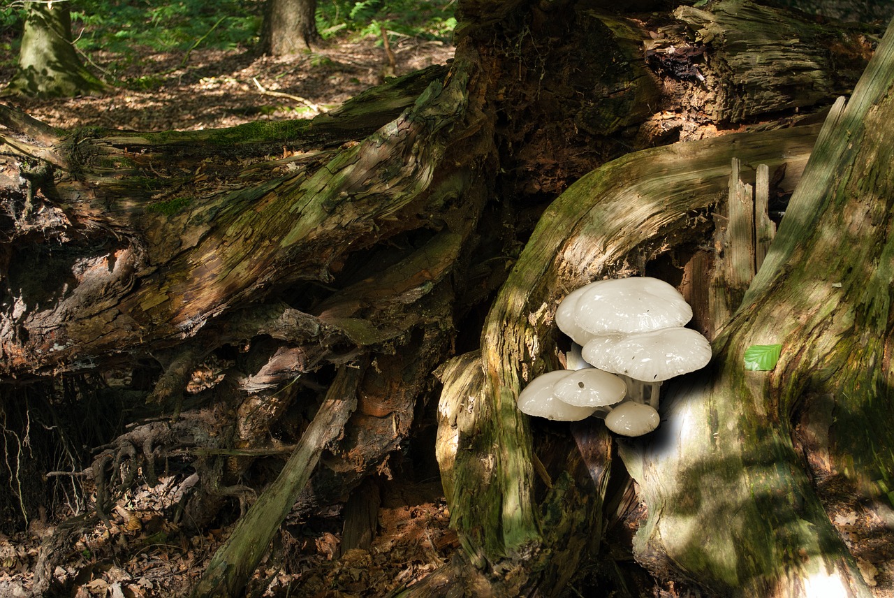 Фарфоровый гриб Porcelain fungus