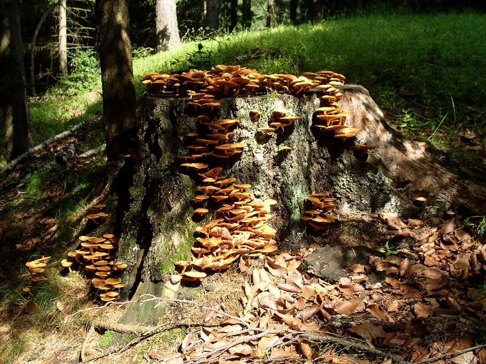 Пенек с грибами в лесу