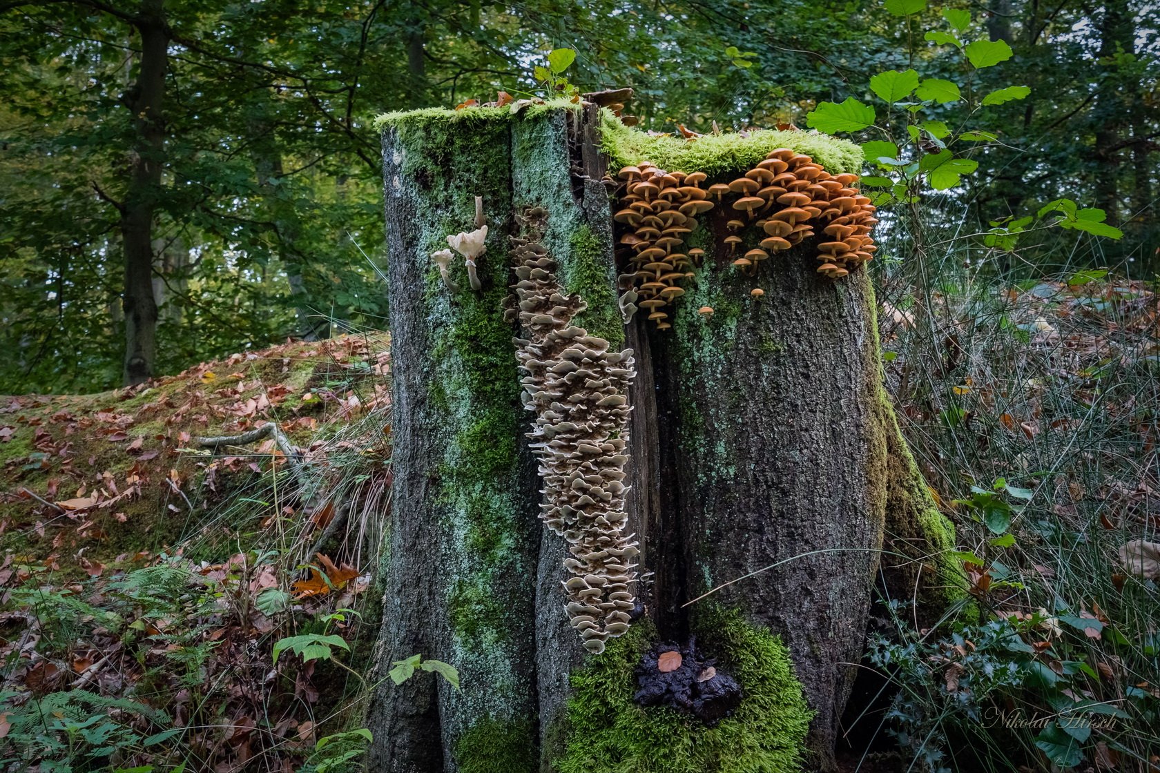 Лес гриб пень
