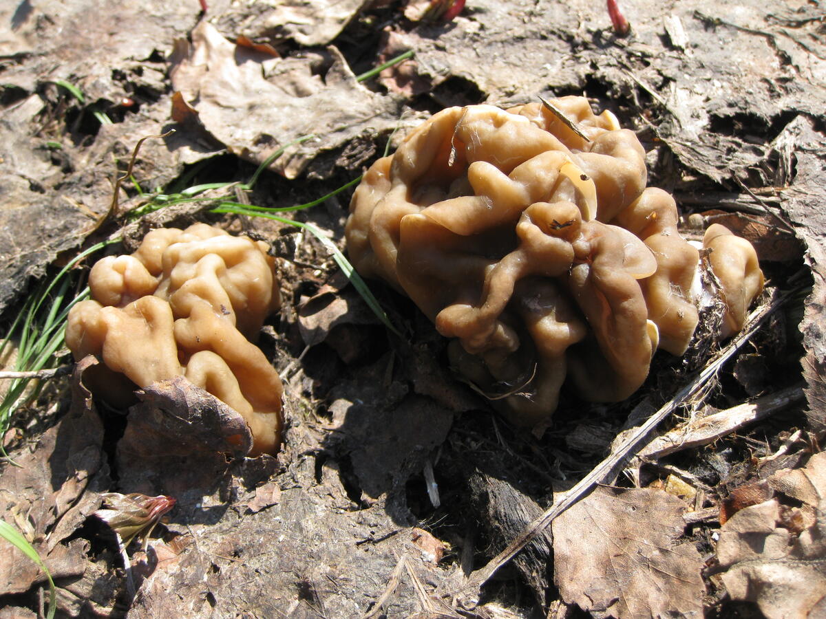 Весенние грибы Подмосковья сморчки