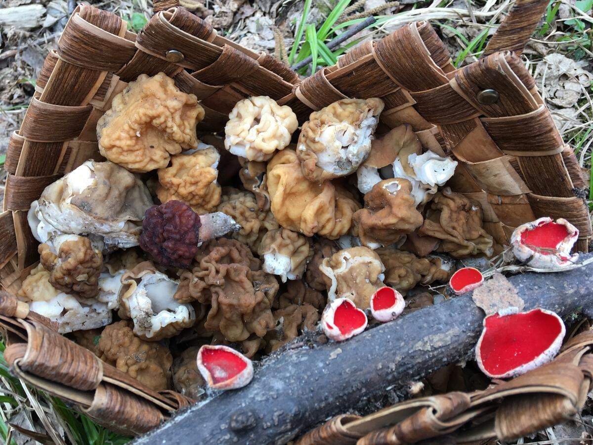 Весенние грибы в Тянь Шане