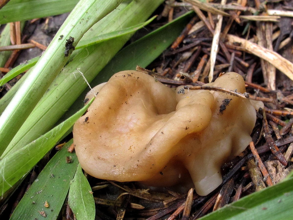 Весенние грибы растущие в саду