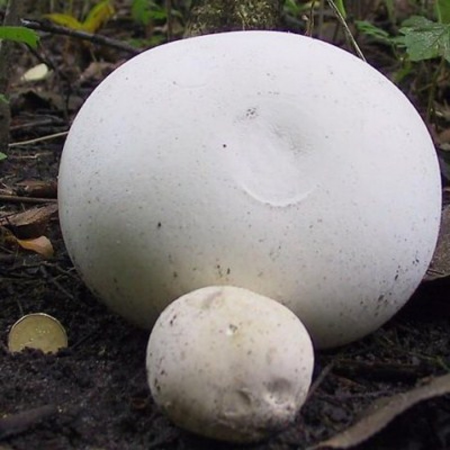 самый крупный белый гриб фото