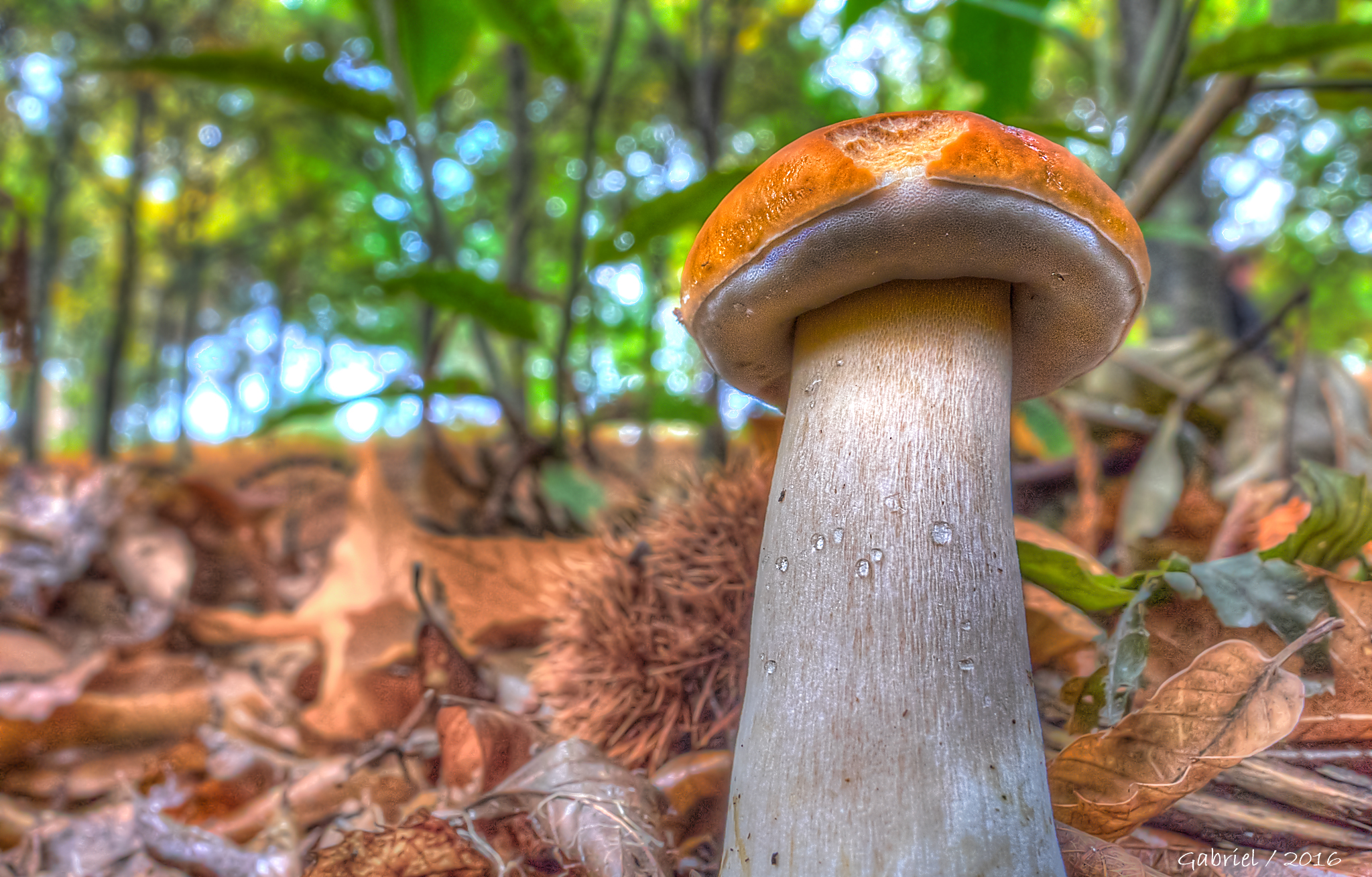 Тропические грибы