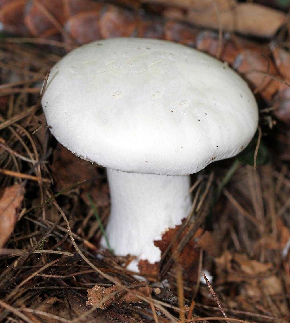 Біла з. Белые пластинчатые грибы. Говорушка белая. Белый пластинчатый гриб на толстой ножке. Говорушка с толстой ножкой.