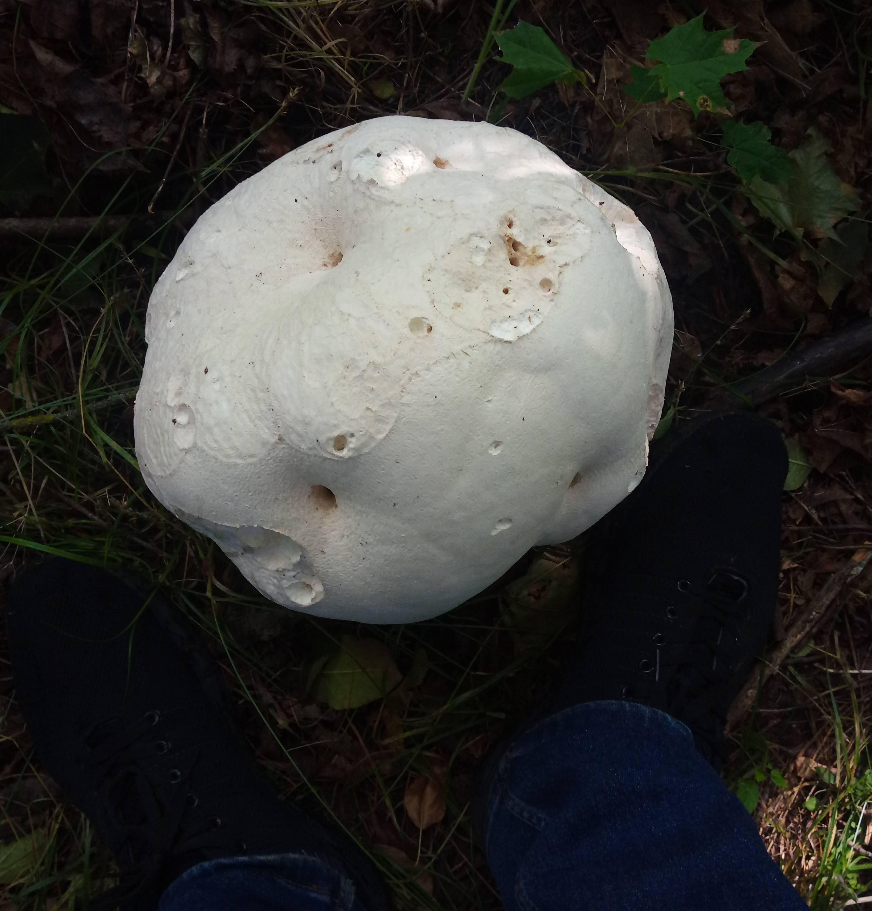 Съедобные грибы белого цвета