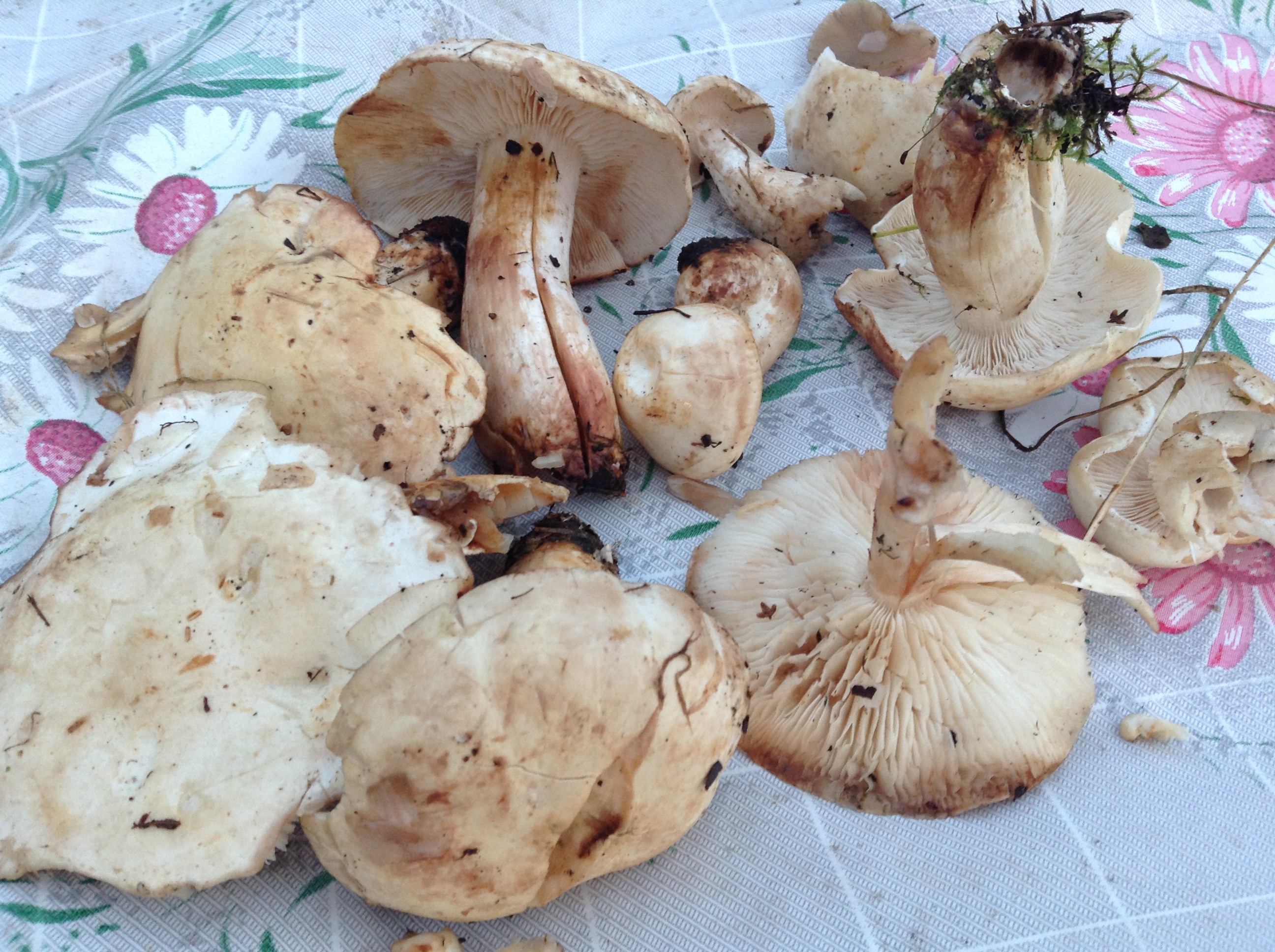 Съедобные грибы в березовых посадках