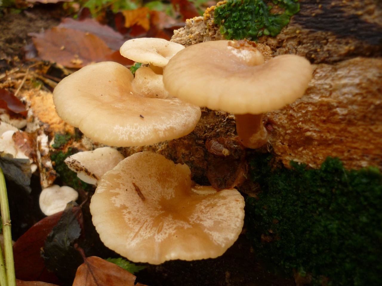 Фото грибы на кубани фото названия
