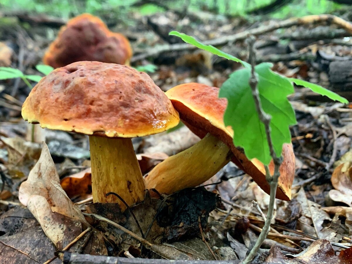 фото грибов кубани