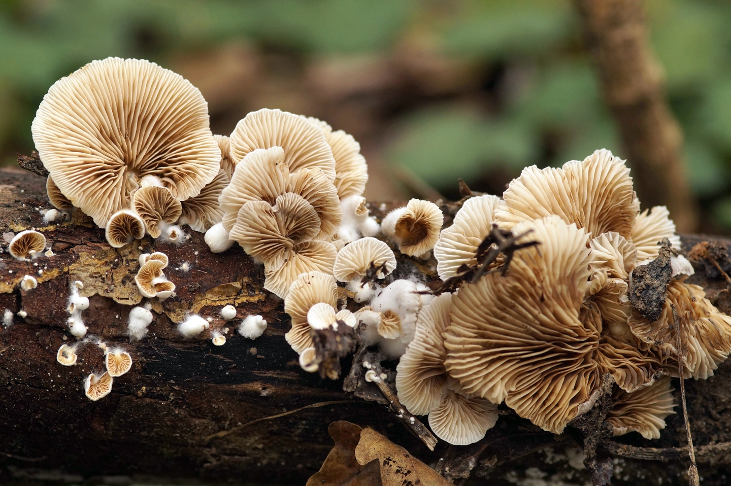 Полевые грибы Кубани