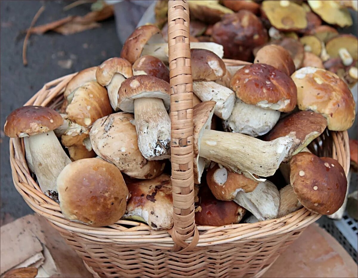 Самые вкусные грибы в России