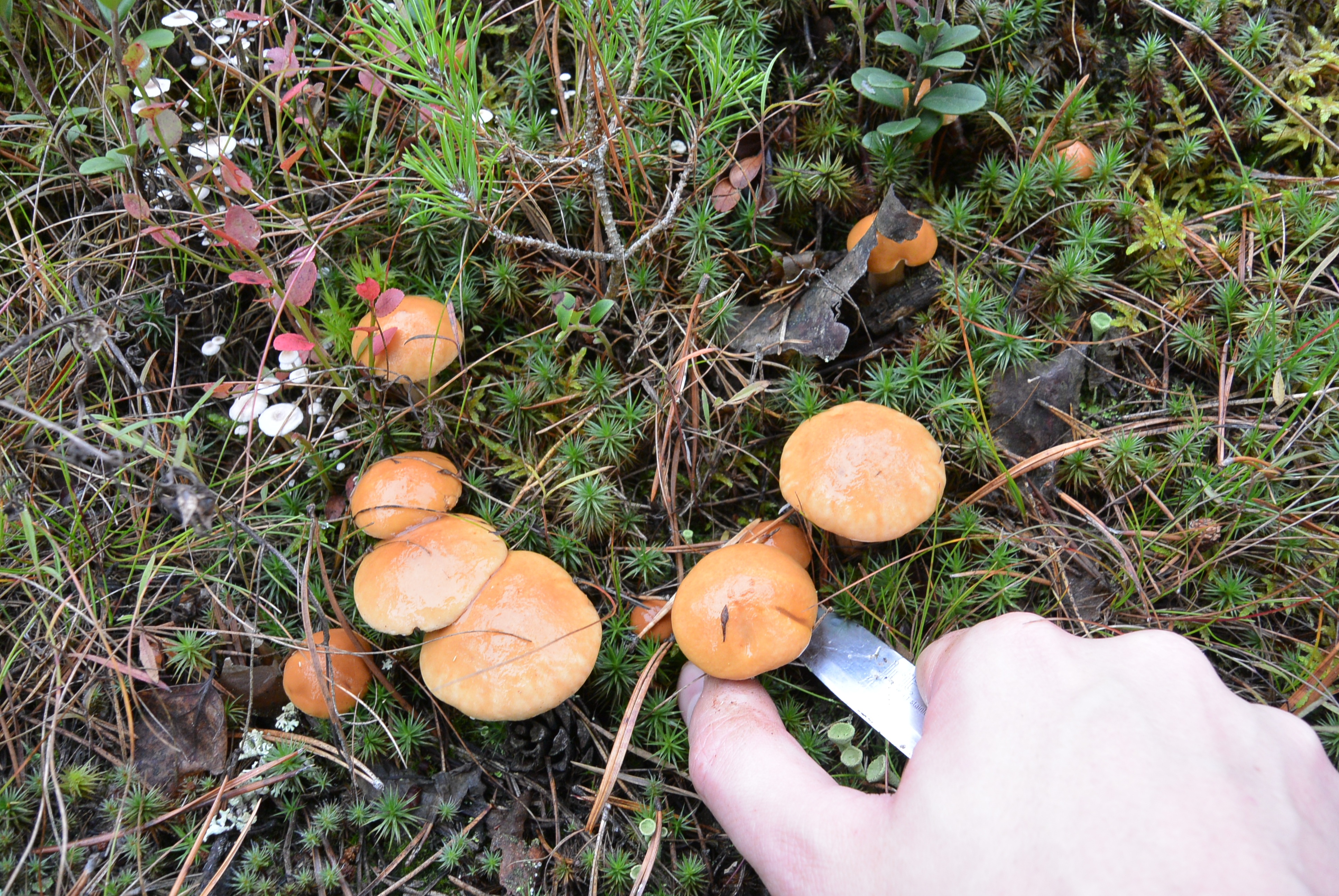 Съедобные грибы осенью в Тамбовской