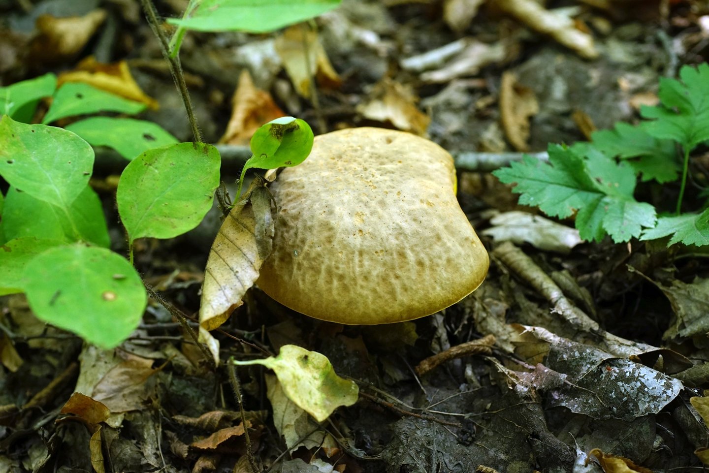 фото грибов кубани