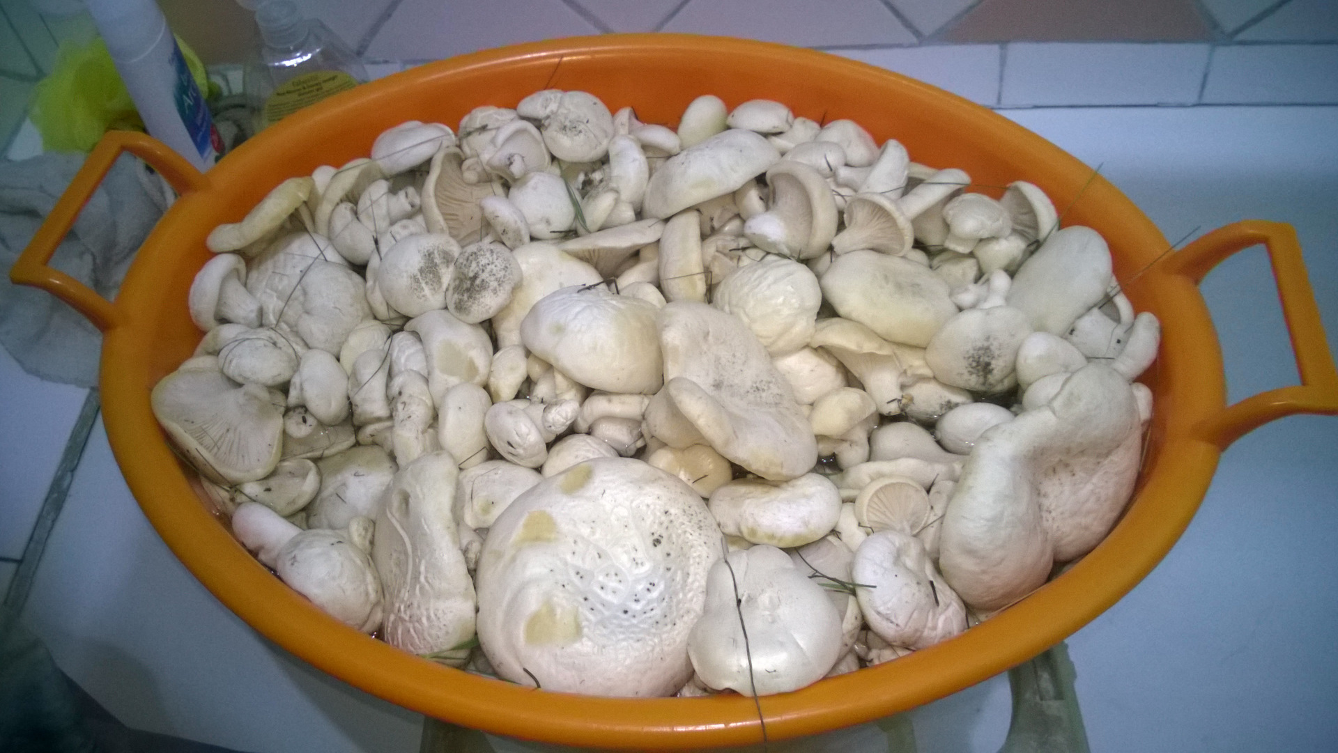 Белый Степной гриб в Казахстане