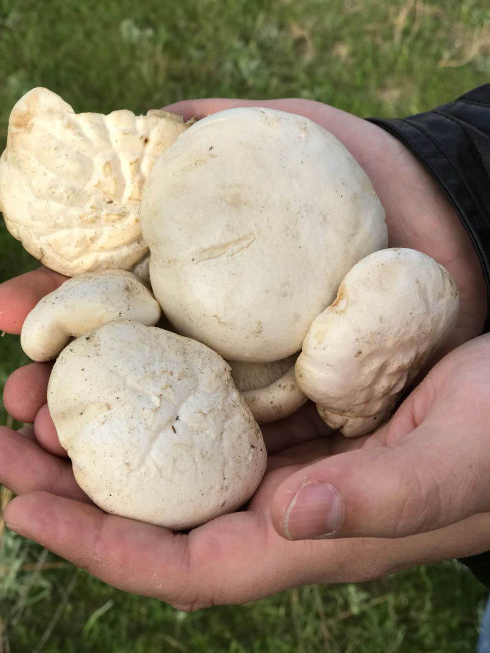 Казахстанский белый Степной гриб
