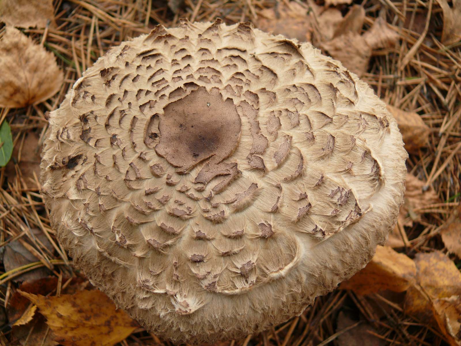 Грибы в самарской области. Съедобные грибы. Съедобные грибы фото. Съедобные грибы Оренбуржья. Съедобные грибы Самарской области.