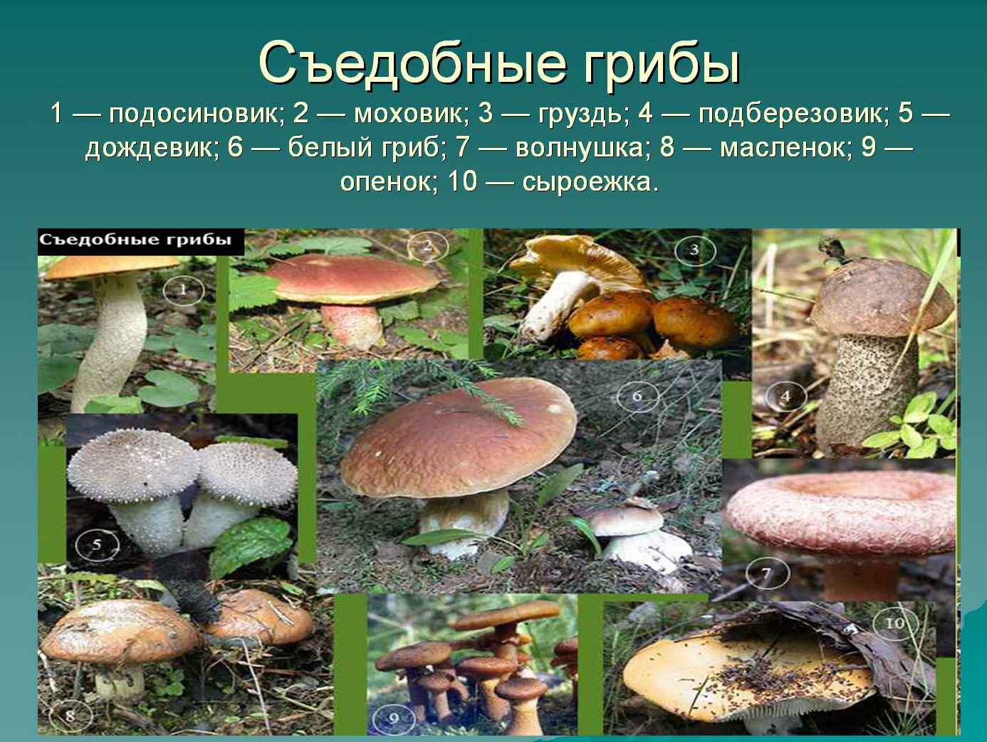 Назовите виды грибов. Съедобные грибы. Название съедобных грибов. Картинки съедобных грибов с названиями. Описание съедобных грибов.