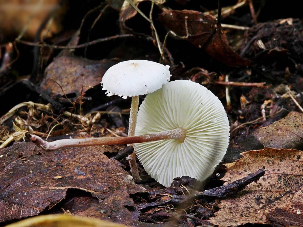 Вешенка Степная белый пустынный гриб