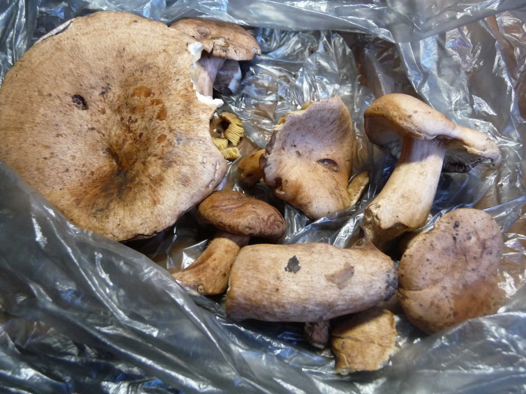 съедобные грибы липецкой области фото и название